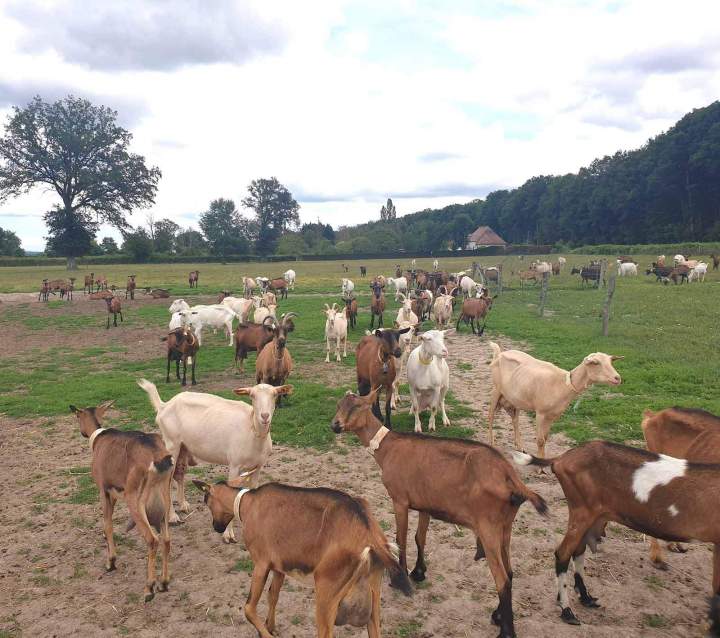Élevage de chèvres Venas